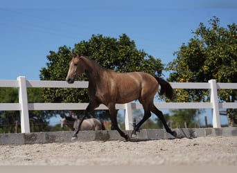 Lusitanohäst, Sto, 2 år, 162 cm, Grå-röd-brun