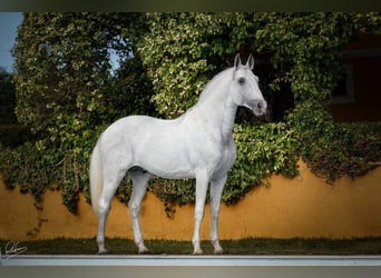 Lusitanohäst, Sto, 2 år, 162 cm, Kan vara vit