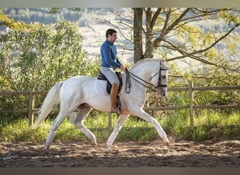 Lusitanohäst, Sto, 2 år, 162 cm, Kan vara vit