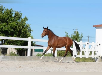 Lusitanohäst Blandning, Sto, 2 år, 165 cm, Brun