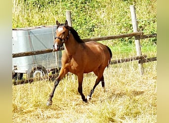 Lusitanohäst, Sto, 3 år, 156 cm, Brun