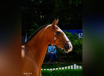 Lusitanos, Stute, 3 Jahre, 160 cm, Brauner