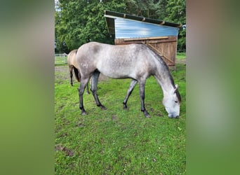 Lusitanohäst, Sto, 3 år, 160 cm, Gråskimmel