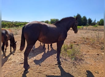 Lusitanohäst, Sto, 3 år, 162 cm, Grå-mörk-brun