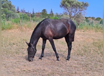 Lusitanohäst, Sto, 3 år, 162 cm, Grå-mörk-brun