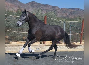 Lusitanohäst, Sto, 3 år, 163 cm, Grå-mörk-brun