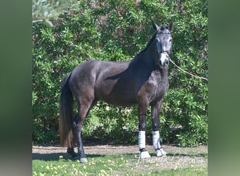 Lusitanohäst, Sto, 3 år, 163 cm, Grå-mörk-brun