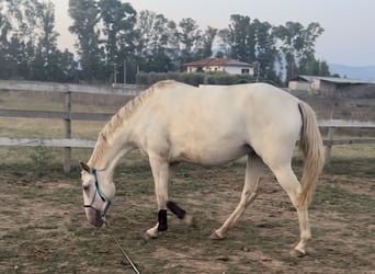 Lusitanohäst, Sto, 3 år, 165 cm, Cremello