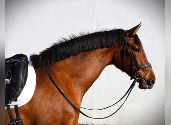 Lusitanohäst, Sto, 3 år, 167 cm, Brun