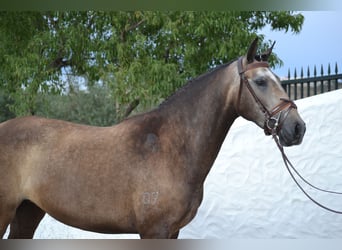 Lusitanohäst, Sto, 4 år, 158 cm