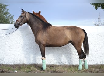 Lusitanohäst, Sto, 4 år, 158 cm
