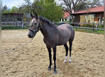 Lusitanohäst, Sto, 4 år, Braunfalbschimmel