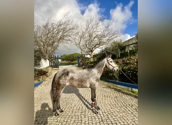 Lusitanohäst, Sto, 5 år, 157 cm, Grå