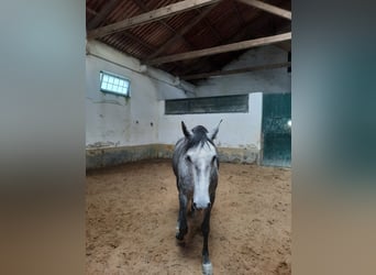 Lusitanohäst, Sto, 5 år, 160 cm, Gråskimmel