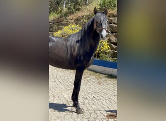 Lusitanohäst, Sto, 5 år, 161 cm, Brun