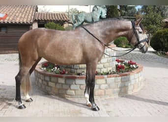Lusitanohäst, Sto, 5 år, 161 cm, Grå