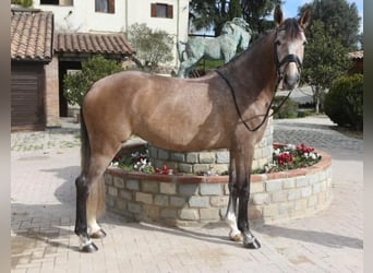 Lusitanohäst, Sto, 5 år, 161 cm, Grå