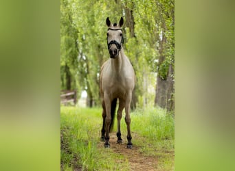 Lusitanohäst, Sto, 5 år, 165 cm, Gulbrun