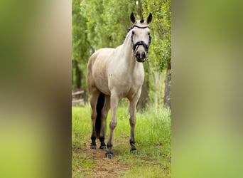 Lusitanohäst, Sto, 5 år, 165 cm, Gulbrun