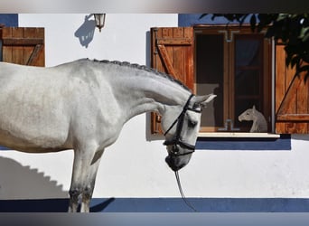 Lusitanohäst, Sto, 6 år, 167 cm, Grå-flugskimmel