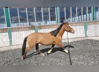 Lusitanohäst, Sto, 7 år, 160 cm, Gulbrun