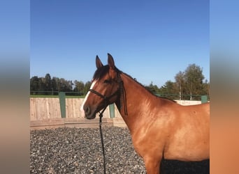 Lusitanohäst, Sto, 7 år, 160 cm, Gulbrun