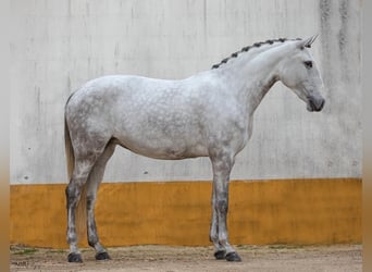 Lusitanohäst, Sto, 8 år, 168 cm, Grå