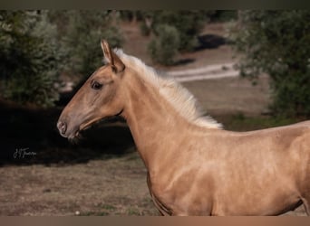 Lusitanohäst, Sto, Föl (04/2024), 163 cm, Palomino