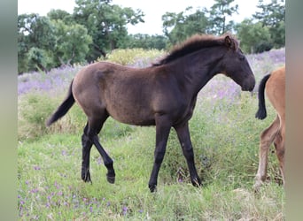 Lusitanohäst, Sto, Föl (01/2024), 168 cm, Mörkbrun