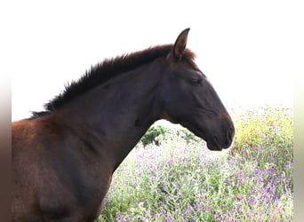 Lusitanohäst, Sto, Föl (01/2024), 168 cm, Mörkbrun