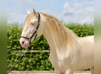 Lusitanohäst, Valack, 10 år, 160 cm, Perlino