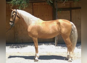 Lusitanohäst, Valack, 10 år, 162 cm, Palomino