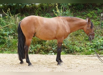 Lusitanohäst, Valack, 11 år, 162 cm, Black