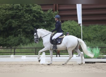 Lusitanohäst, Valack, 11 år, 162 cm, Grå