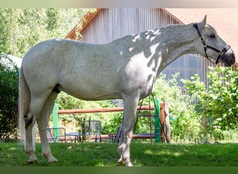 Lusitanohäst, Valack, 11 år, 166 cm, Grå-flugskimmel