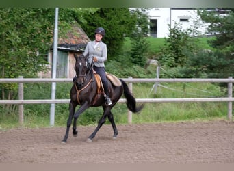 Lusitanohäst, Valack, 12 år, 163 cm, Svart