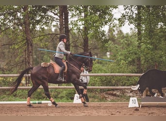 Lusitanohäst, Valack, 12 år, 163 cm, Svart