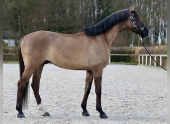 Lusitanohäst, Valack, 12 år, 167 cm, Black