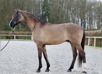 Lusitanohäst, Valack, 12 år, 167 cm, Black