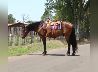 Lusitanohäst, Valack, 14 år, 152 cm, Brun