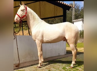 Lusitanohäst, Valack, 14 år, 160 cm, Cremello