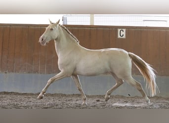 Lusitanohäst, Valack, 14 år, 162 cm, Perlino