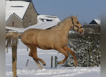 Lusitanohäst, Valack, 2 år, 155 cm, Palomino