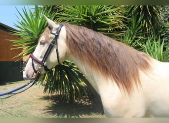 Lusitanohäst Blandning, Valack, 3 år, 150 cm, Cremello
