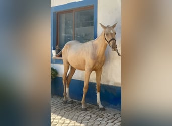 Lusitanohäst, Valack, 3 år, 155 cm, Brun