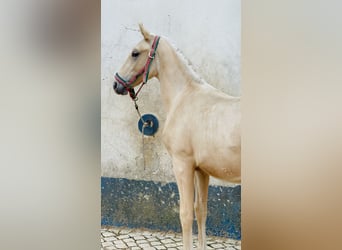 Lusitanohäst, Valack, 3 år, 155 cm, Brun