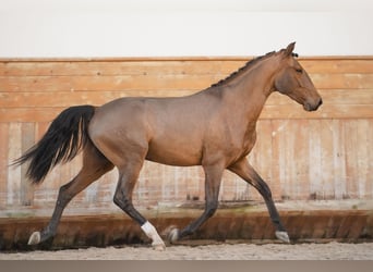 Lusitanohäst, Valack, 3 år, 160 cm, Brun
