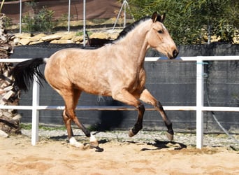Lusitanohäst, Valack, 3 år, 163 cm, Black
