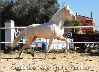 Lusitanohäst, Valack, 3 år, 163 cm, Black