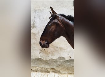 Lusitanohäst, Valack, 3 år, 163 cm, Brun